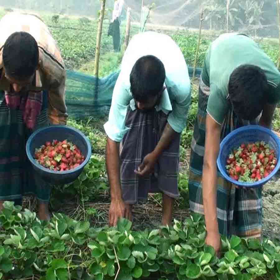 How Farmers Grow Strawberries Despite Tropical Heat, Turning Region into Berry Hub