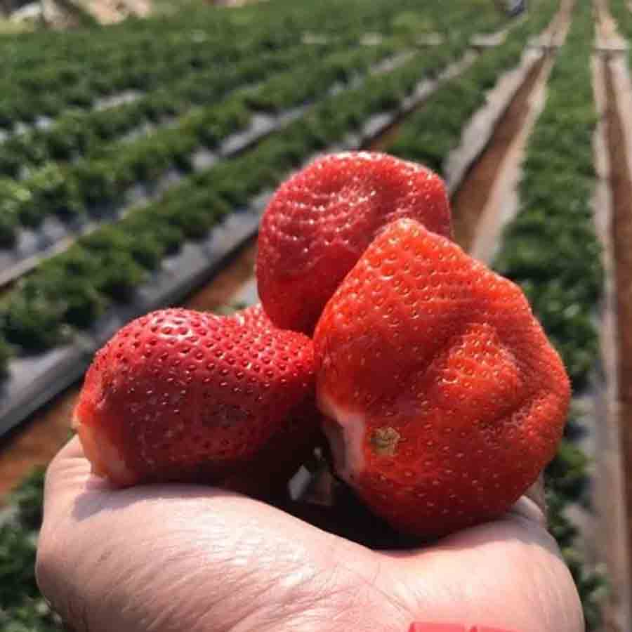 How Farmers Grow Strawberries Despite Tropical Heat, Turning Region into Berry Hub