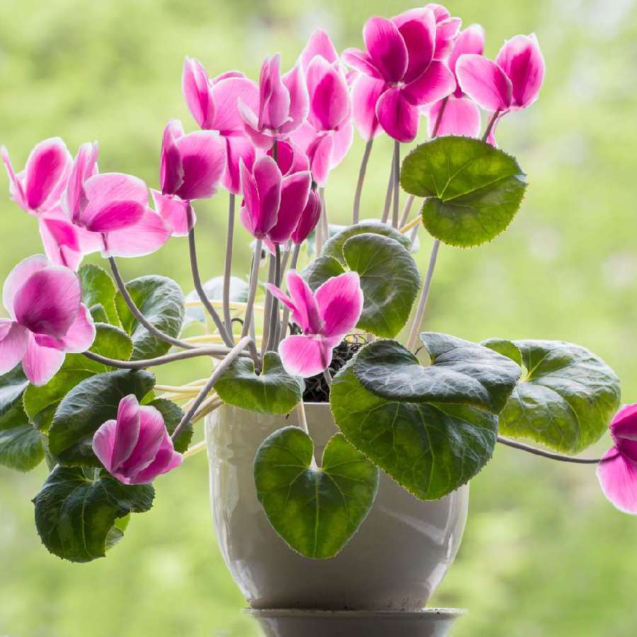 3 indoor plants which bloom flower for your home decor dgtl