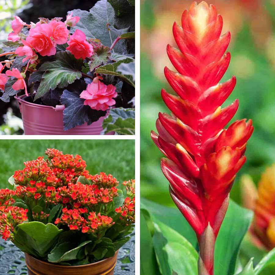 তালিকায় থাকুক বেগোনিয়া, কালাঞ্চো, ব্রোমেলিয়াড-এর মতো গাছ।