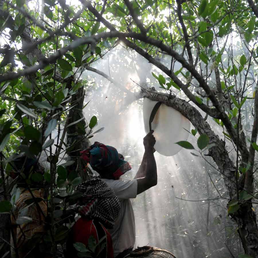 Demand to save the Sundarbans is a widespread movement, driven not only by scientific experts but also by a highly conscious community