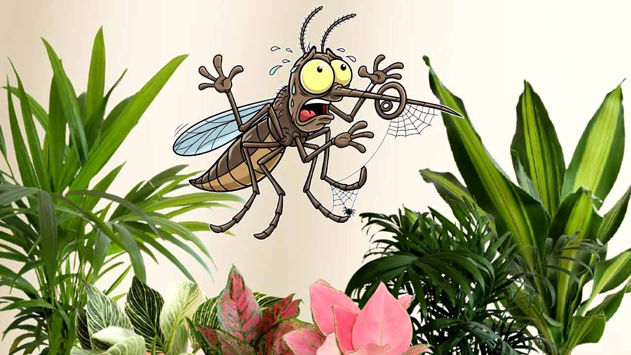 Get these plants to keep mosquitos at bay