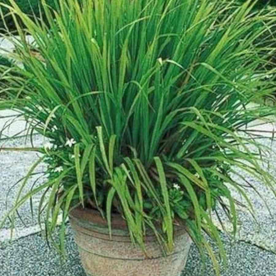 লেমন গ্রাস।