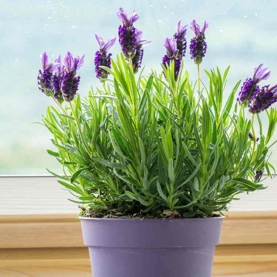 ল্যাভেন্ডার।