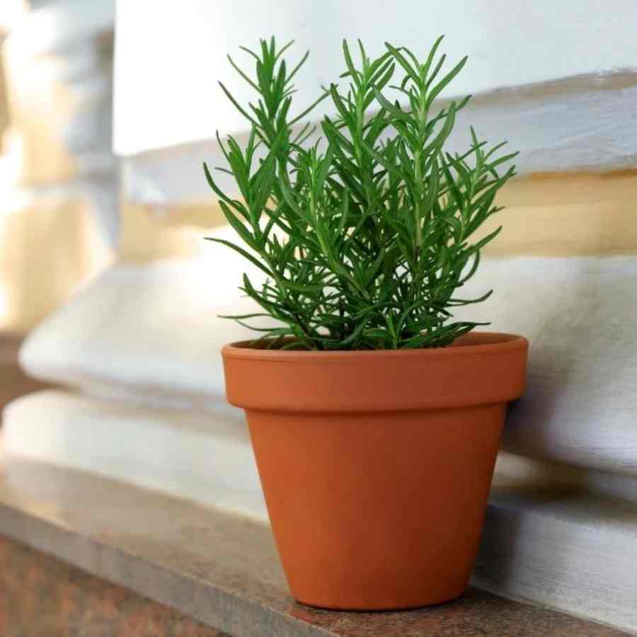 রোজ়মেরি।