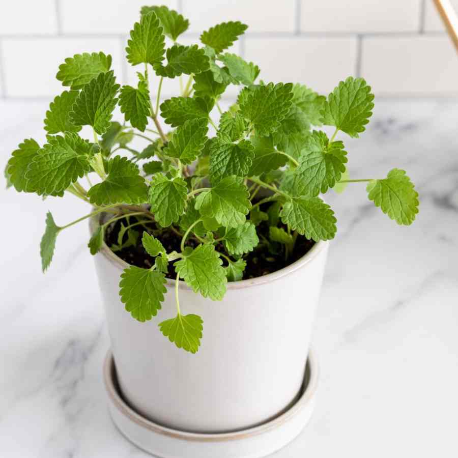 ক্যাটনিপ।