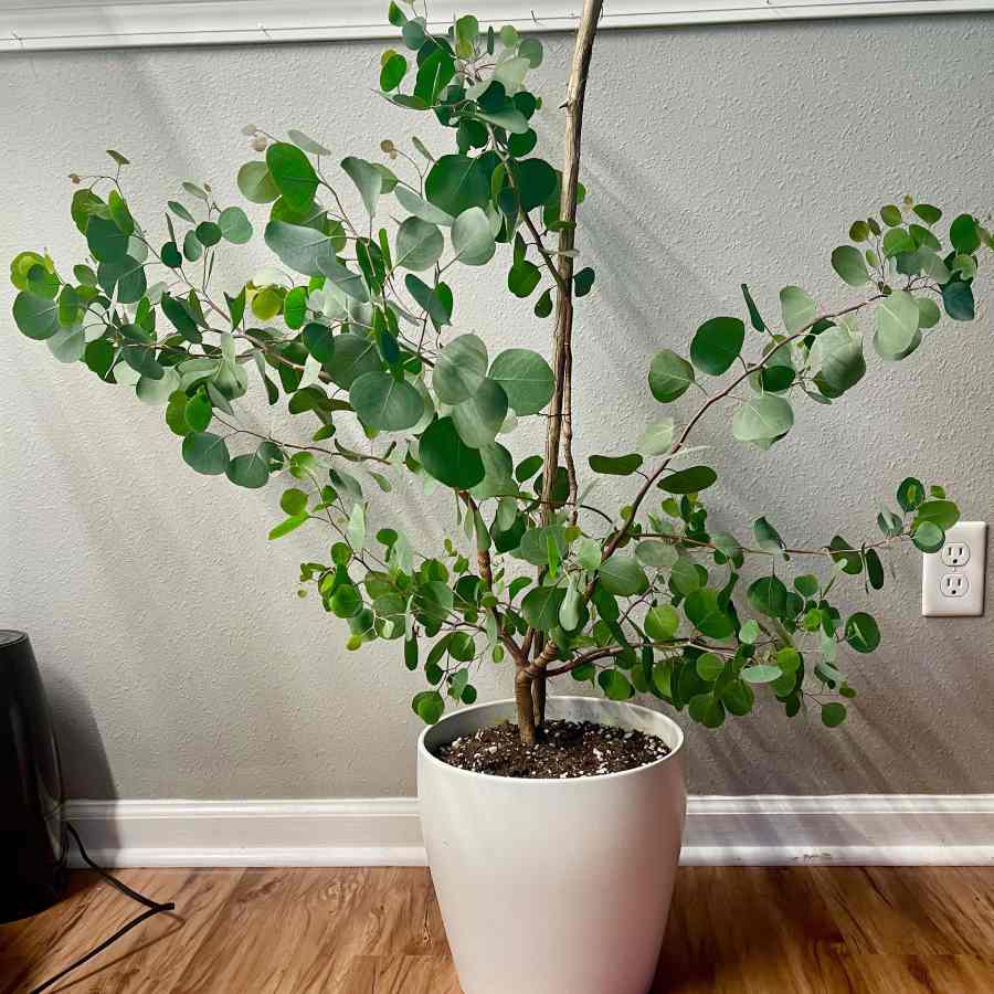 ইউক্যালিপটাস।