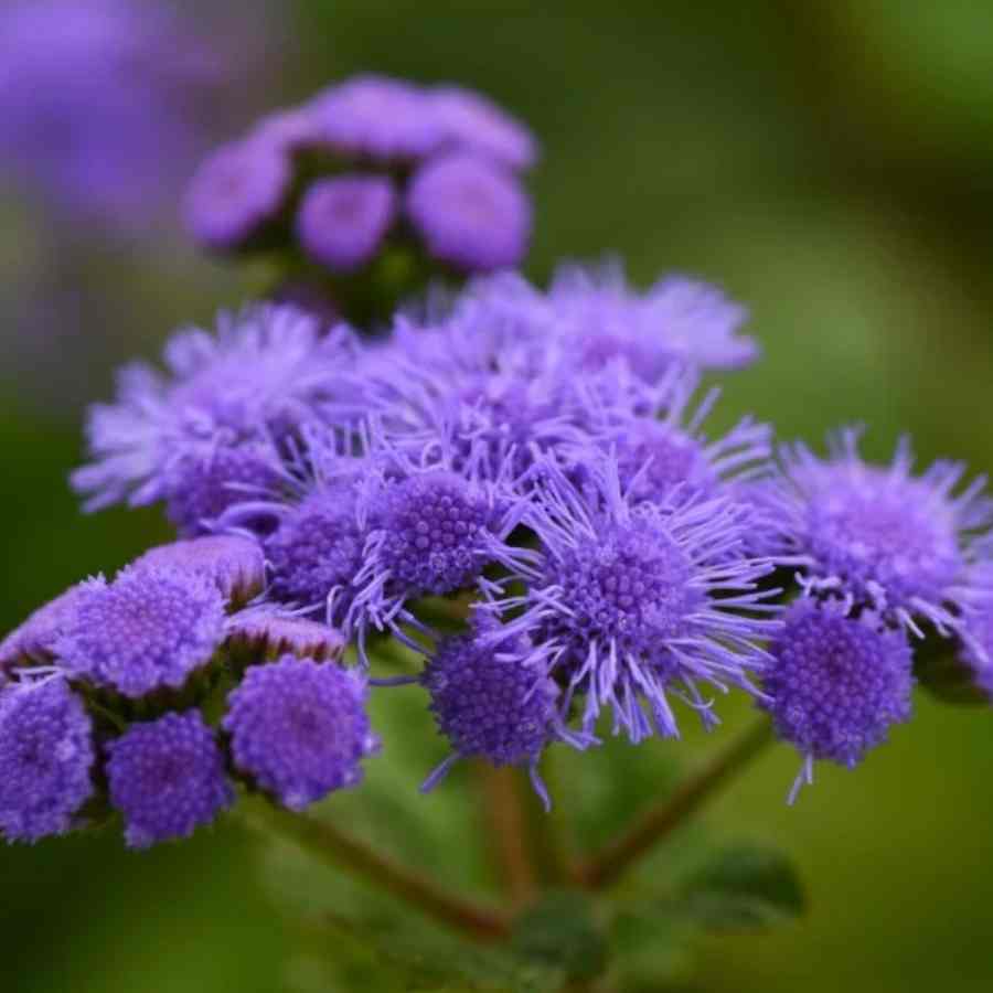 ফ্লস ফ্লাওয়ার।