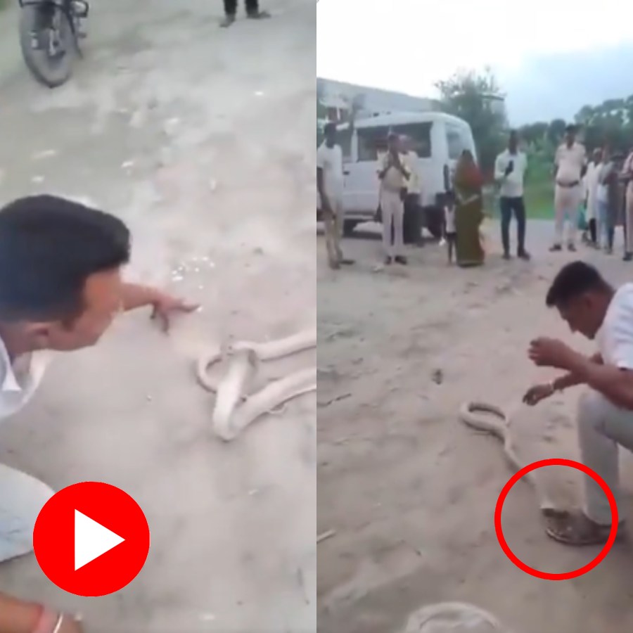 Video shows man rescues cobra and plays with it, dies after snake bites him