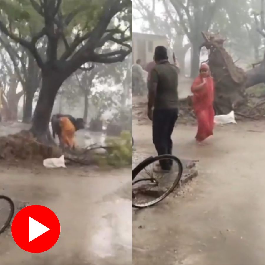 Video shows due to heavy thunderstorm a tree nearly falls on a woman and a buffalo, both survives