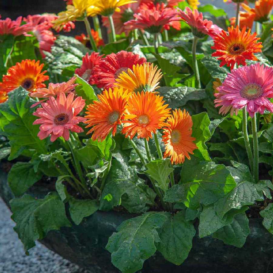 How to take care garbera plant in summer dgtl