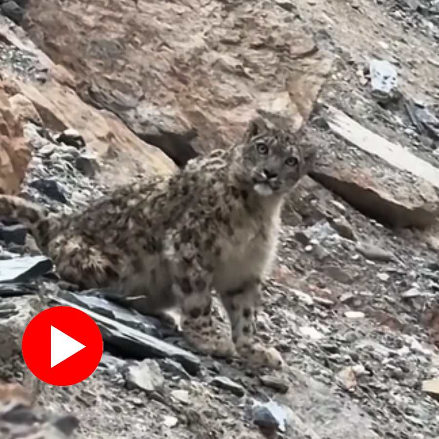leopard