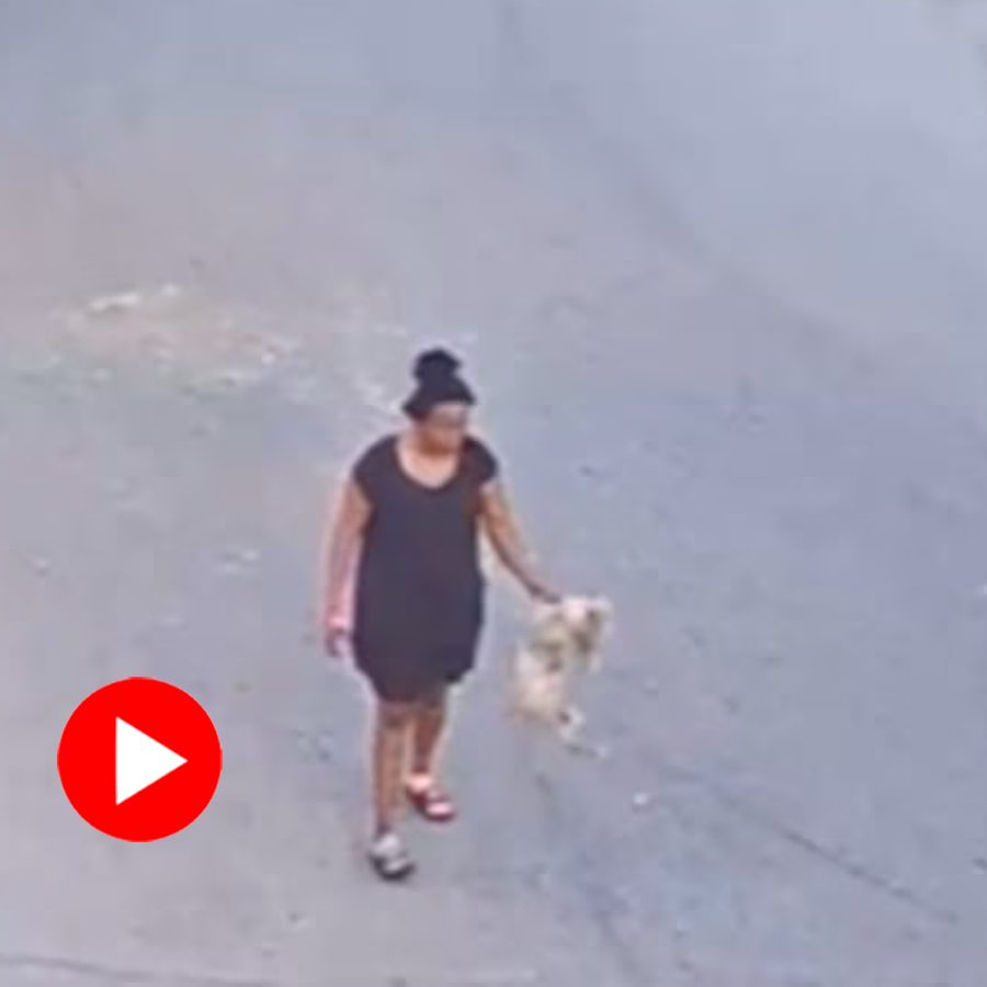 Video of Florida woman was arrested for mistreating a puppy goes viral dgtl