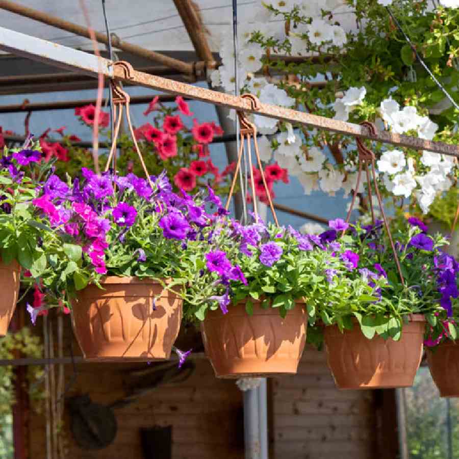 3 heat tolerant plants for summer garden