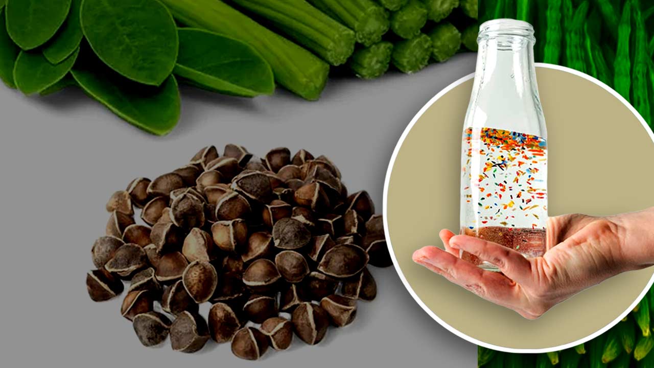 সজনের বীজেই পরিশ্রুত হবে জল!