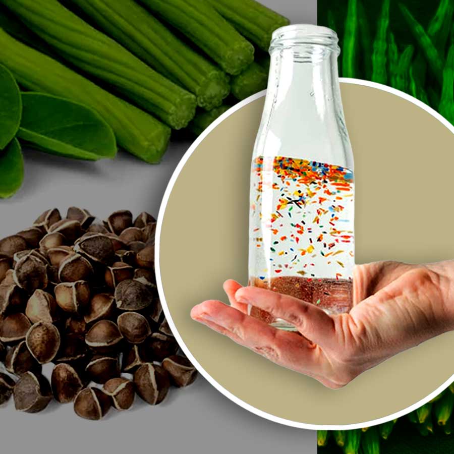 Moringa seeds can be used to filter water from microplastic dgtl