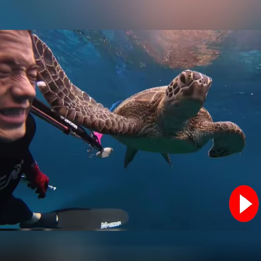 A video claims a sea turtle keeps circling a diver and then suddenly slapping him with its flipper goes viral dgtl