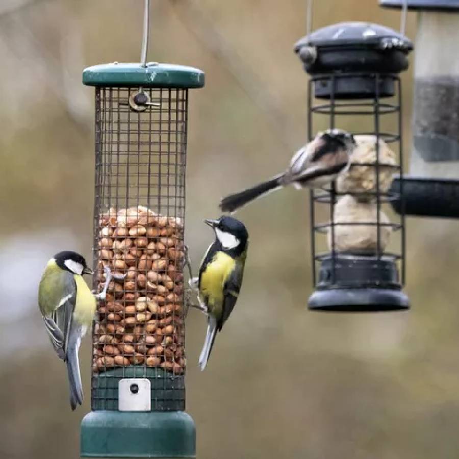 How to clean bird feeder safely dgtl