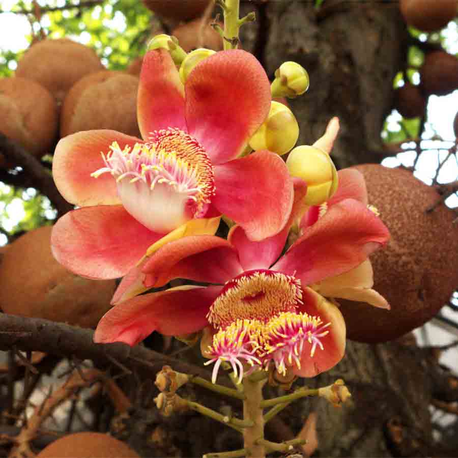 নাগলিঙ্গম