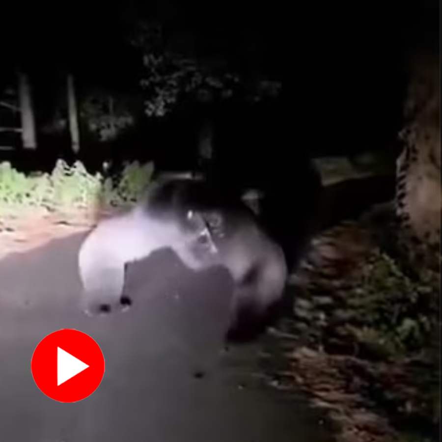 Video of two bears wrestling at mid-road in Uttarakhand goes viral dgtl