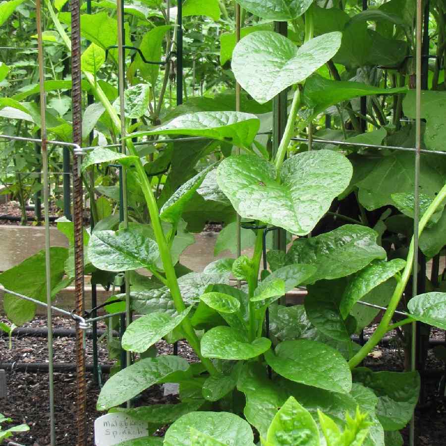 How to Grow Malabar Spinach at home dgtl