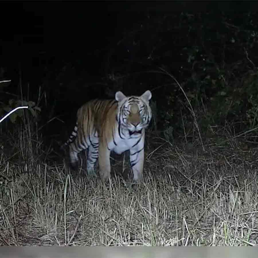Royal Bengal Tiger spotted in Arunachal sanctuary