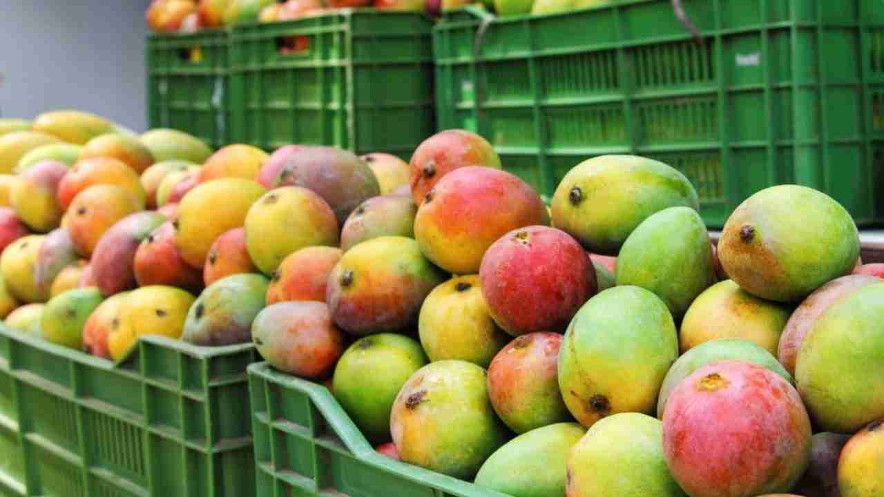 A practical guide to spotting chemically ripened mangoes
