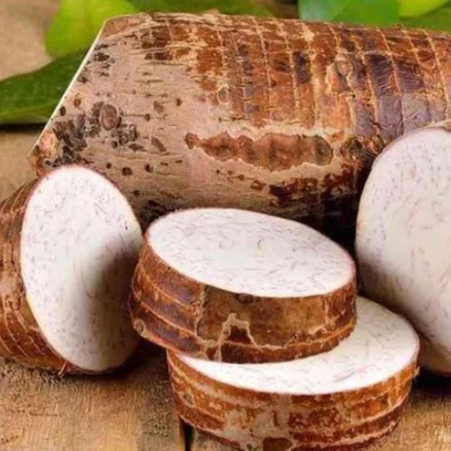 giant taro is a very good source of Calcium and helps improve other parametres of health too dgtl