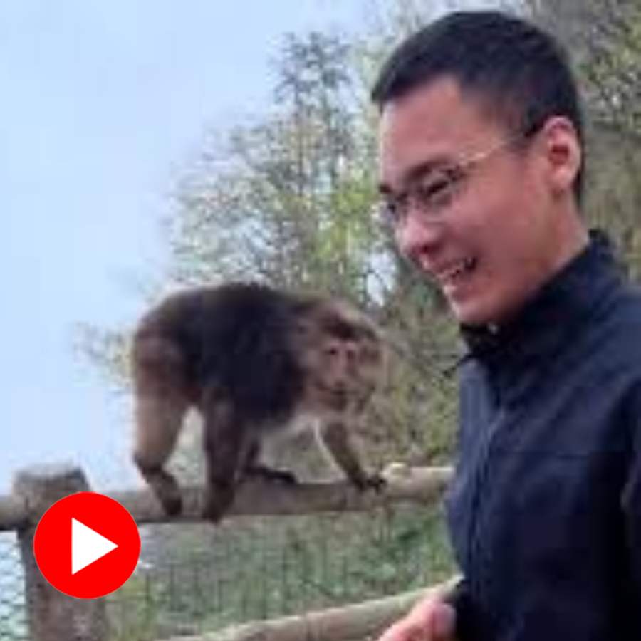Video of China man pushing monkey from Cliffside railing goes viral dgtl