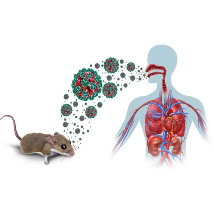 All about Hantavirus, its origin and name history