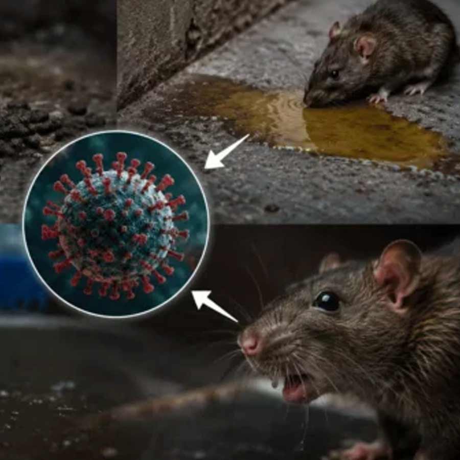 All about Hantavirus, its origin and name history