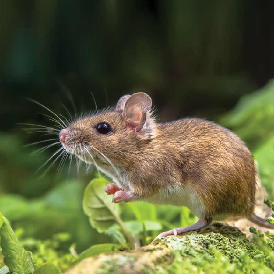 All about Hantavirus, its origin and name history