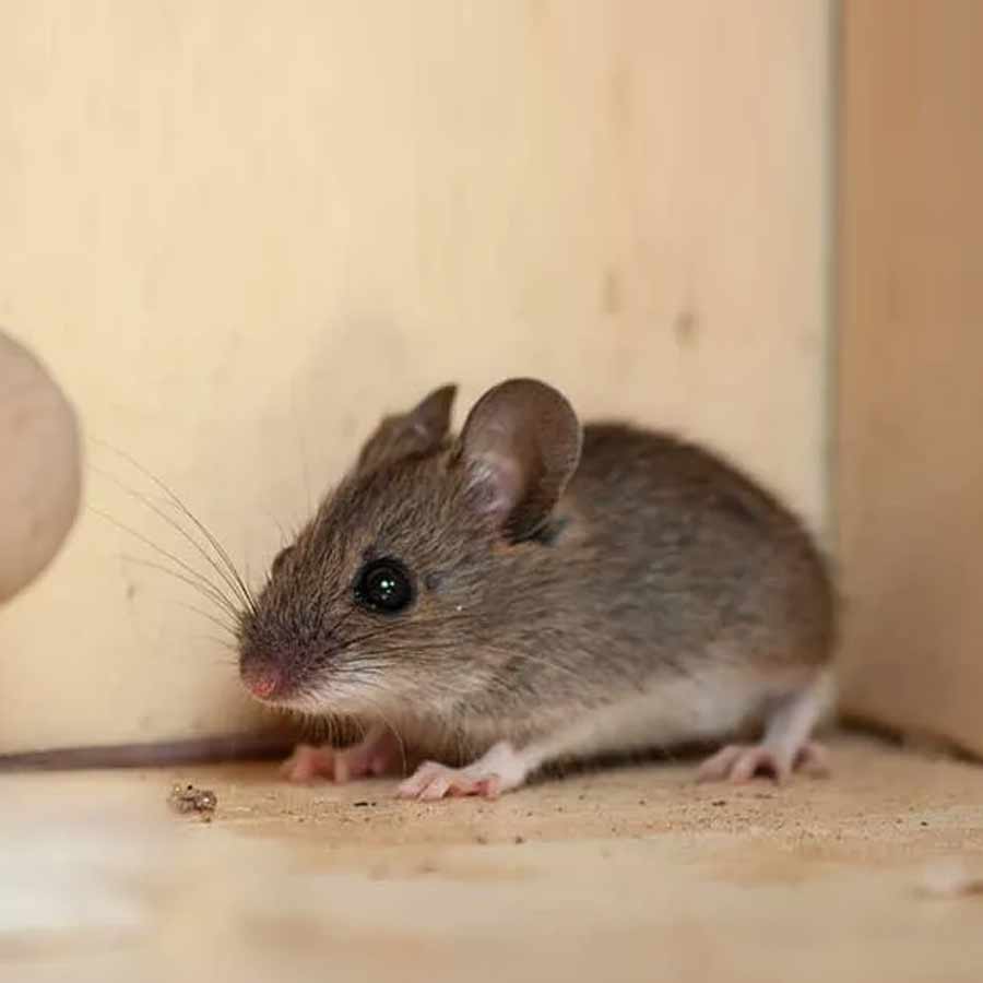 All about Hantavirus, its origin and name history