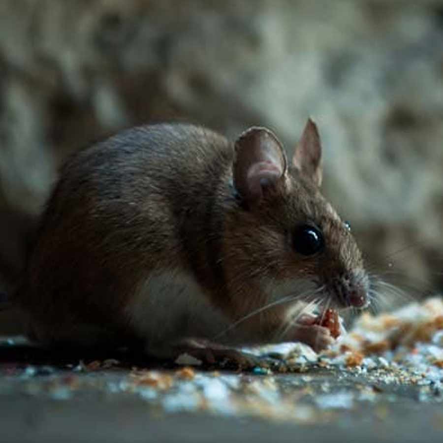 All about Hantavirus, its origin and name history