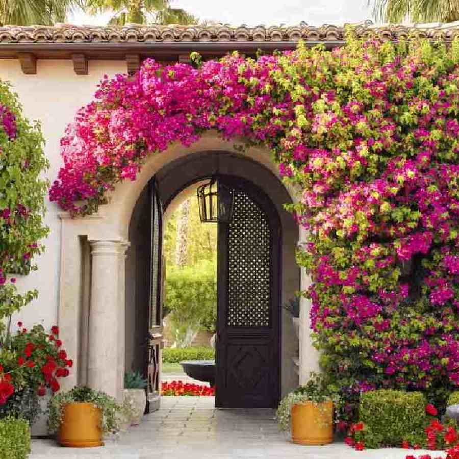 Best Indoor and Balcony Plants for a Peaceful Vibe Dgtl