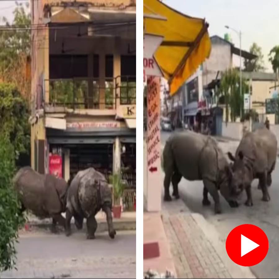 A video showed two one-horned rhinos spotted engaged in a fierce fight near a public road went viral dgtl