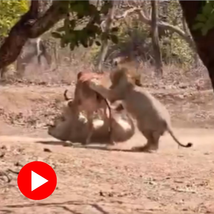 Video shows lion and lioness hunts down cow in Gir National Park in Gujarat