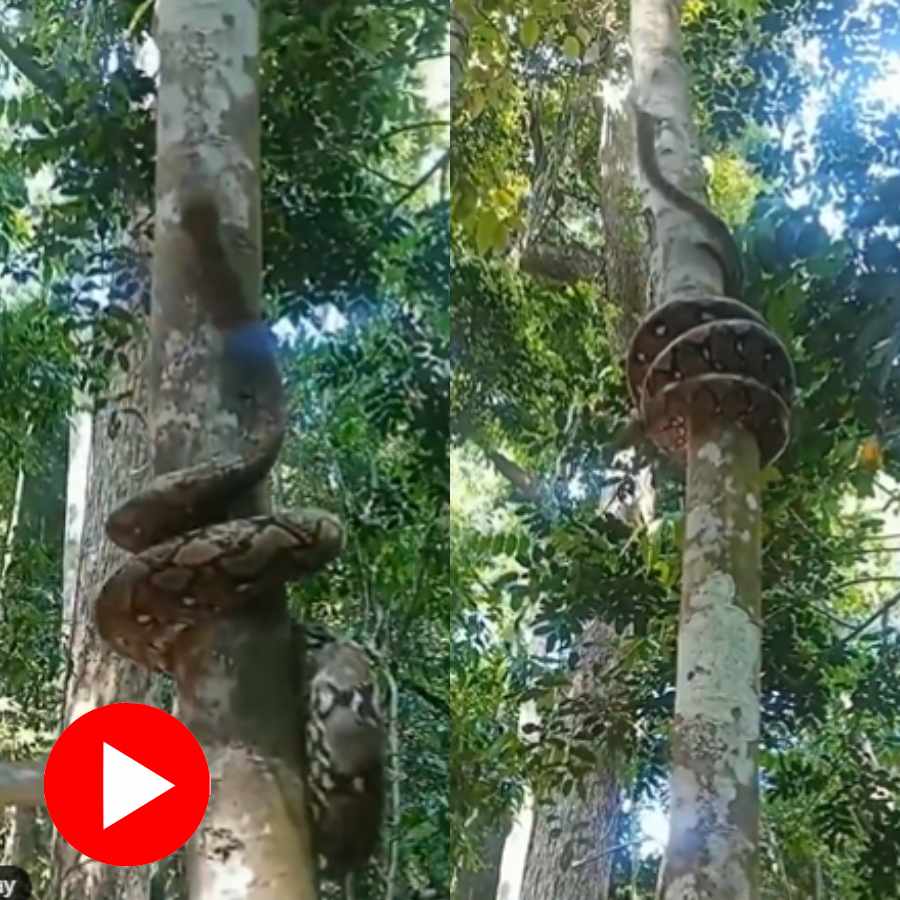 Video claims a big snake climbing tree in a bizarre way, netizens questions authenticity