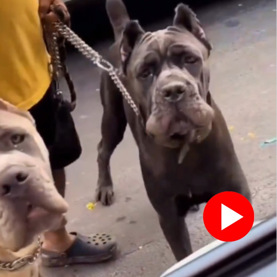cane corso
