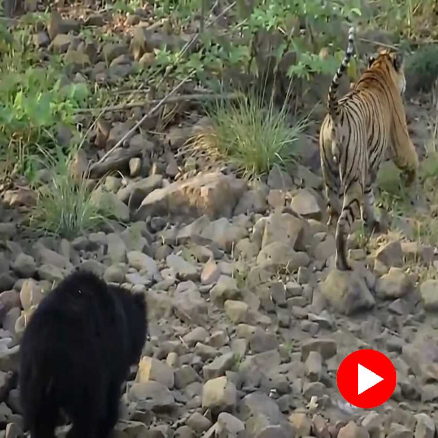 A video shows two bear attacks a tiger in Tadoba Andheri goes viral dgtl