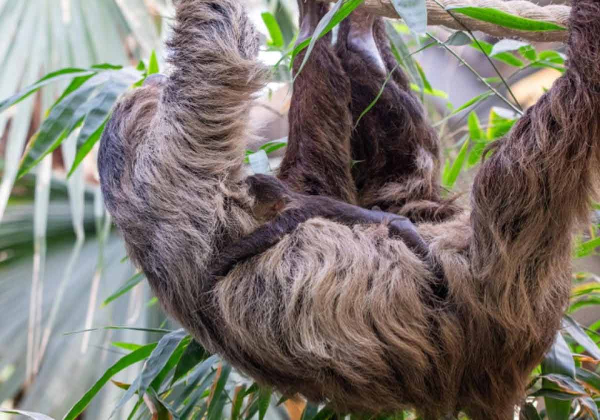 দর্শন: এডিনবরার আকর্ষণ অ্যাটি।