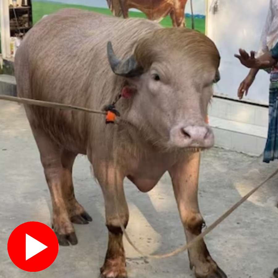 ‘Donald Trump’ and ‘Benjamin Netanyahu’ buffalos draw attention in Bangladesh