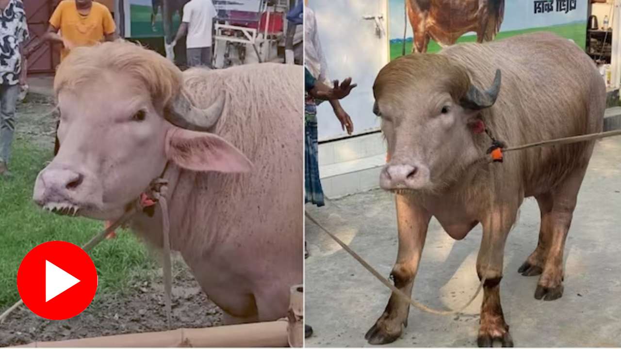 ‘Donald Trump’ and ‘Benjamin Netanyahu’ buffalos draw attention in Bangladesh