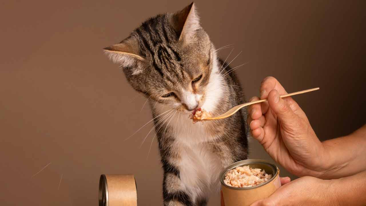 A Food Guide for your Cat, what to give, what not