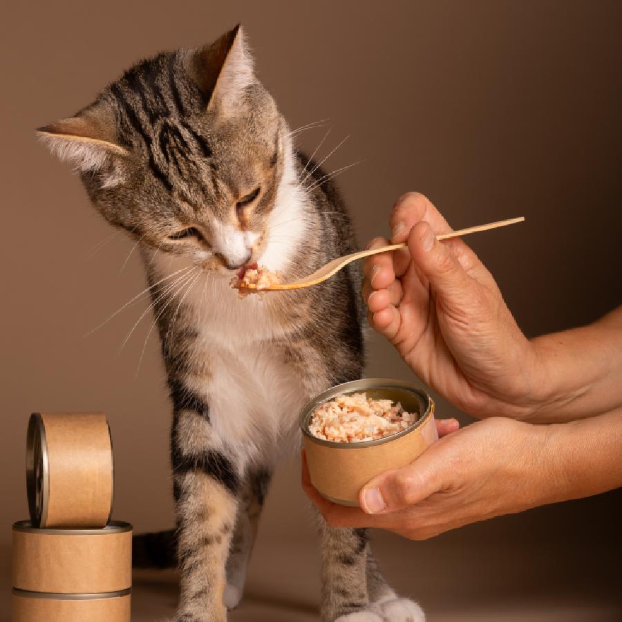 A Food Guide for your Cat, what to give, what not