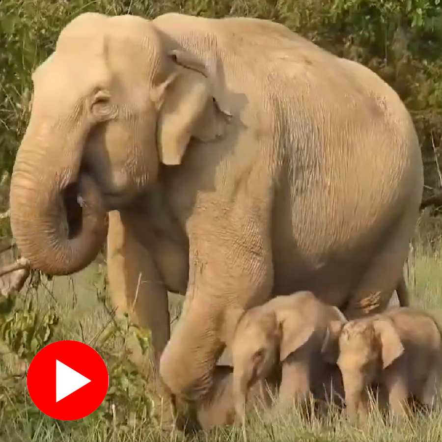 Video surfaces of Elephant who gives birth to twin babies in Jim Corbett National Park, experts calling it uncommon