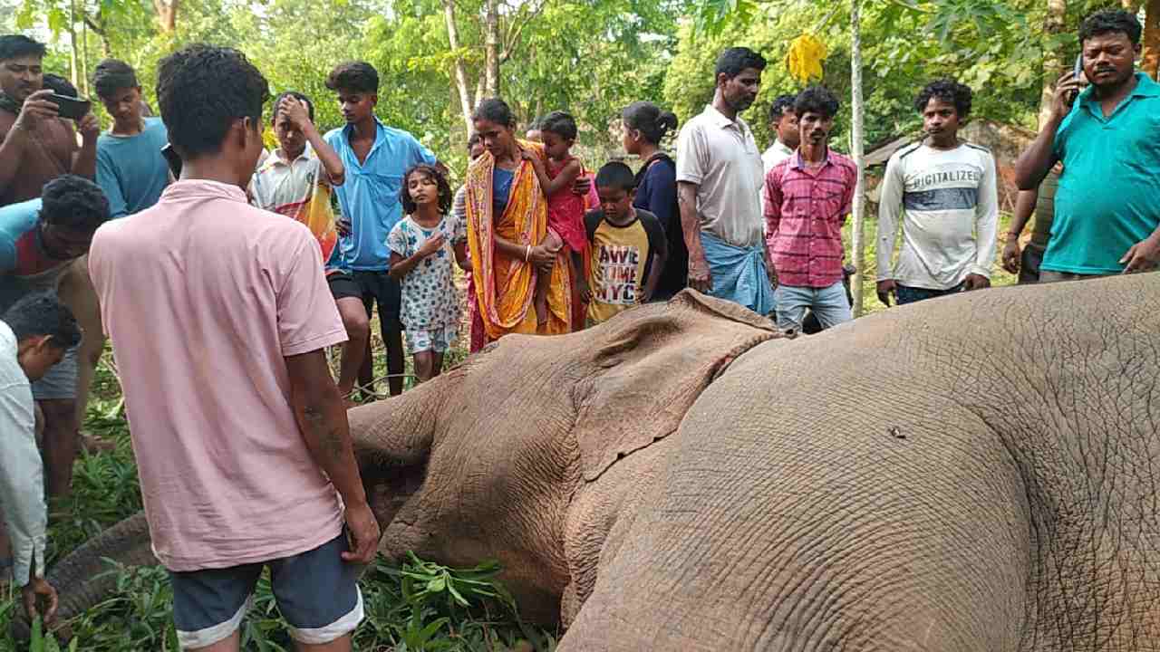 শালবনিতে মৃত হাতি।