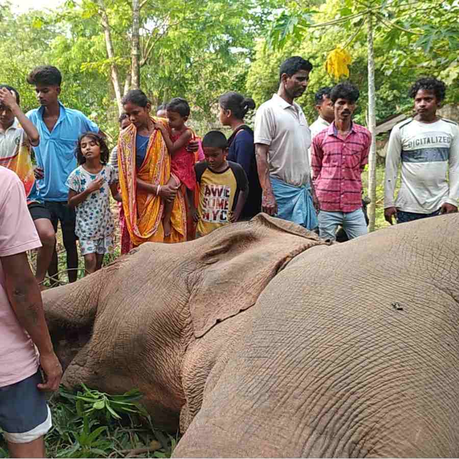 One elephant electrocuted to death in Jhargram dgtld