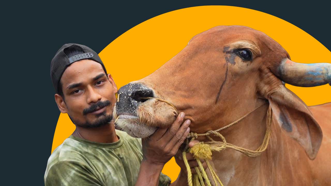 Abp Slaughter Cattle Trading | Eid cattle market slowdown amid west bengal slaughter ...