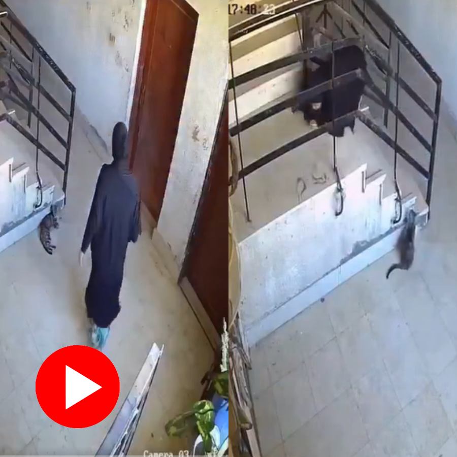 Video shows woman fall in staircase while doing bizarre thing with cat